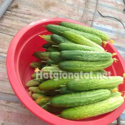 Hạt giống dưa chuột nếp ta