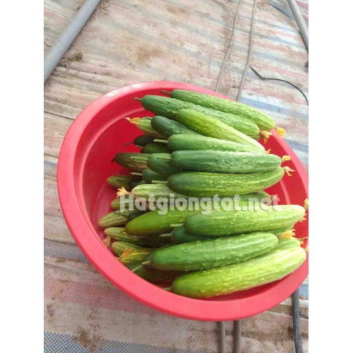 Hạt giống dưa chuột nếp ta