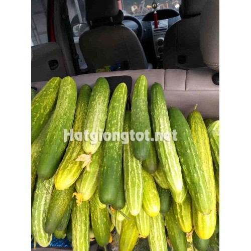 Hạt giống dưa chuột nếp ta