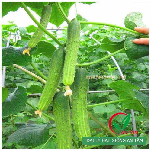 Hạt giống dưa chuột nếp ta