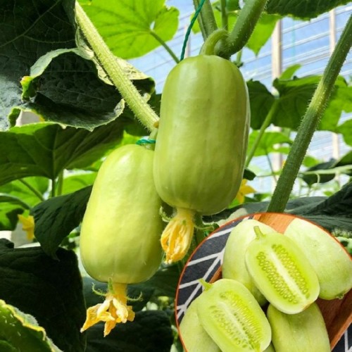 Hạt giống dưa chuột ngọc nữ