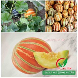 Hạt giống dưa gang da đỏ Hạt giống dưa gang da đỏ