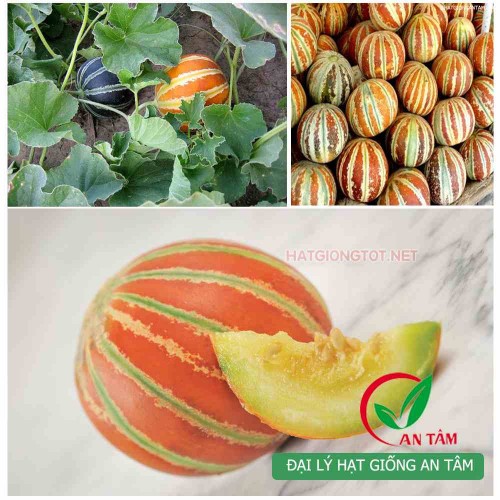 Hạt giống dưa gang da đỏ