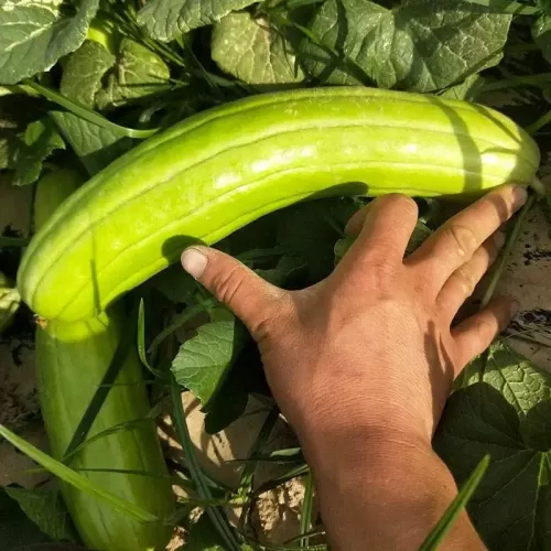 Hạt giống dưa chuột gang trái dài