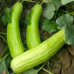 Hạt giống dưa chuột gang trái dài