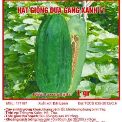 Hạt giống dưa gang xanh F1