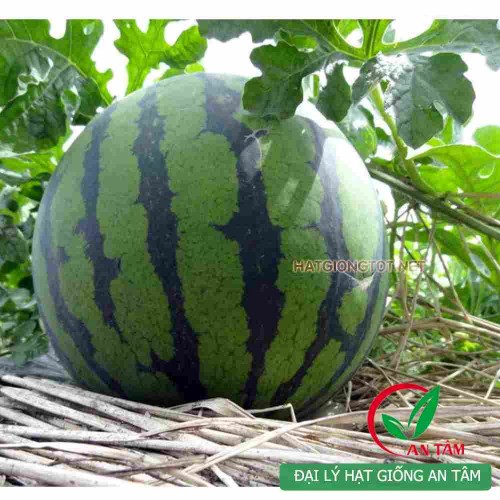 Hạt giống dưa hấu f1 quả tròn