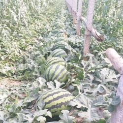 Hạt giống dưa hấu không hạt