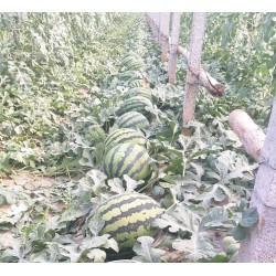 Hạt giống dưa hấu không hạt Hạt giống dưa hấu không hạt