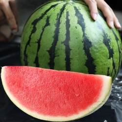 Hạt giống dưa hấu không hạt