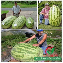 Hạt giống dưa hấu khổng lồ