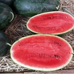 Hạt giống dưa hấu lai F1