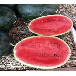 Hạt giống dưa hấu lai F1 Hạt giống dưa hấu lai F1