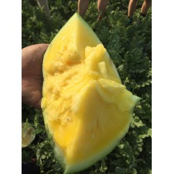 Hạt giống dưa hấu ruột vàng Hạt giống dưa hấu ruột vàng