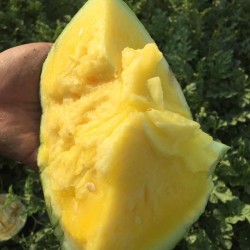 Hạt giống dưa hấu ruột vàng