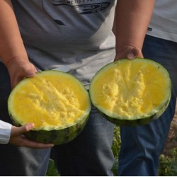 Hạt giống dưa hấu ruột vàng