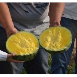 Hạt giống dưa hấu ruột vàng Hạt giống dưa hấu ruột vàng