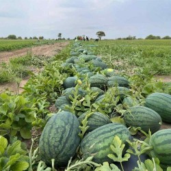 Hạt giống dưa hấu siêu ngọt f1