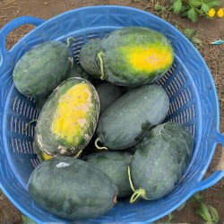 Hạt giống dưa hấu siêu ngọt f1