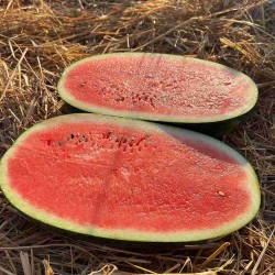 Hạt giống dưa hấu siêu ngọt f1