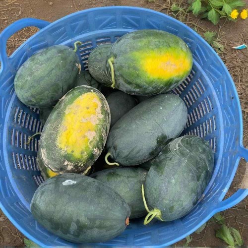 Hạt giống dưa hấu siêu ngọt