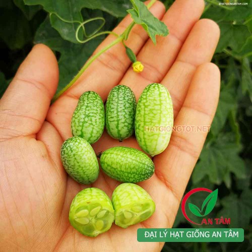 Hạt giống dưa hấu tí hon