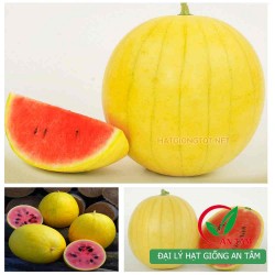Hạt giống dưa hấu vỏ vàng Hạt giống dưa hấu vỏ vàng