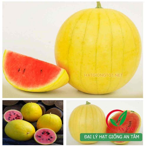 Hạt giống dưa hấu vỏ vàng
