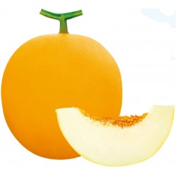 Hạt giống dưa kim cô nương F1 Hạt giống dưa kim cô nương F1