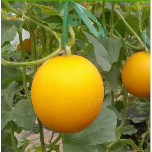 Hạt giống dưa kim cô nương F1