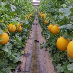 Hạt giống dưa kim cô nương F1