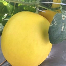 Hạt giống dưa kim hoàng hậu