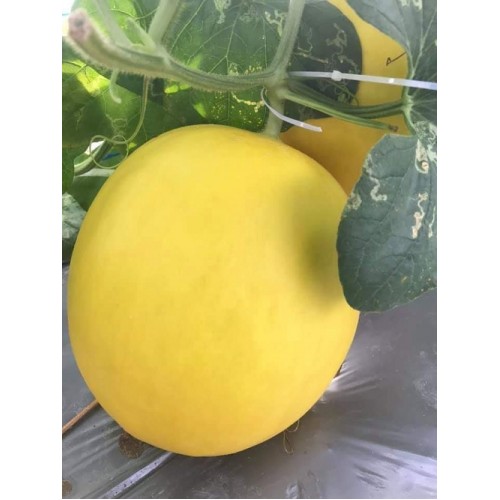 Hạt giống dưa kim hoàng hậu