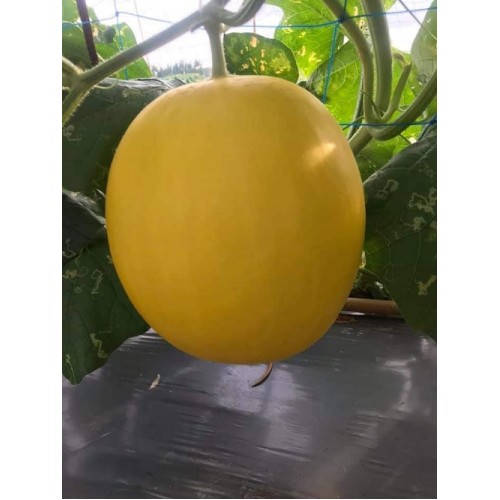 Hạt giống dưa kim hoàng hậu