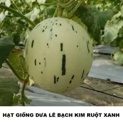 Hạt giống dưa lê bạch kim ruột xanh Hạt giống dưa lê bạch kim ruột xanh