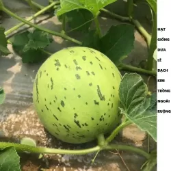 Hạt giống dưa lê bạch kim ruột xanh