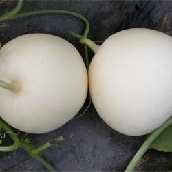 Hạt giống dưa lê siêu ngọt bạch ngọc