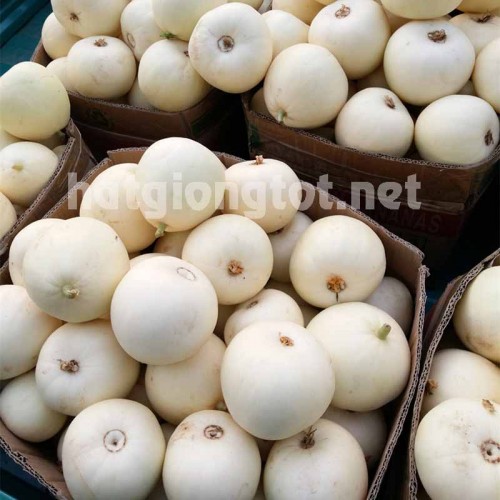 Hạt giống dưa lê siêu ngọt bạch ngọc