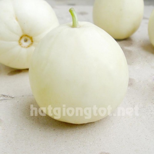 Hạt giống dưa lê siêu ngọt bạch ngọc