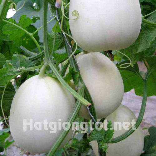 Hạt giống dưa lê siêu ngọt bạch ngọc
