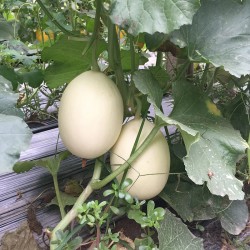 Hạt giống dưa lê bạch tuyết