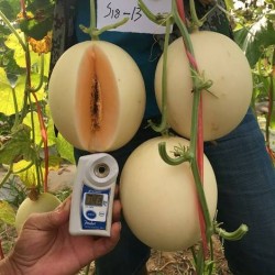 Hạt giống dưa lê cẩm ngọc