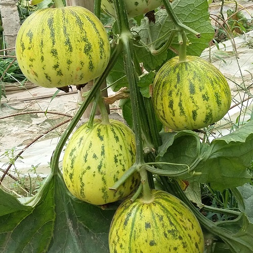 Hạt giống dưa bở