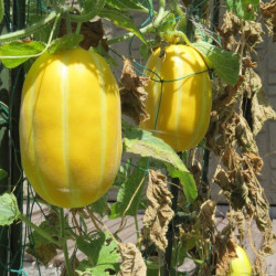 Hạt giống dưa lê Hàn Quốc