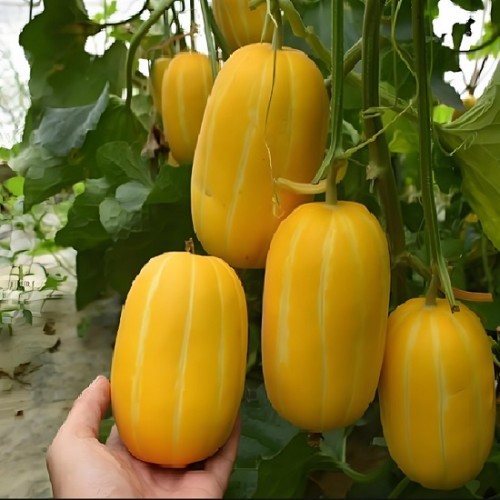Hạt giống dưa lê Hàn Quốc