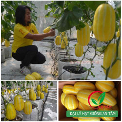 Hạt giống dưa lê Hàn Quốc