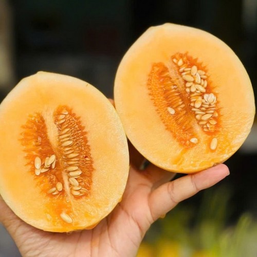 Hạt giống dưa lê hàn quốc ruột cam