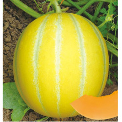 Hạt giống dưa lê hàn quốc ruột cam