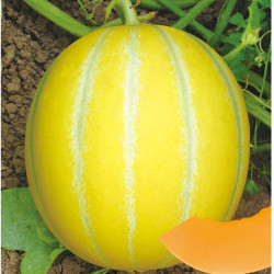 Hạt giống dưa lê hàn quốc ruột cam