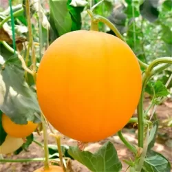 Hạt giống dưa lê kim hoàng hậu